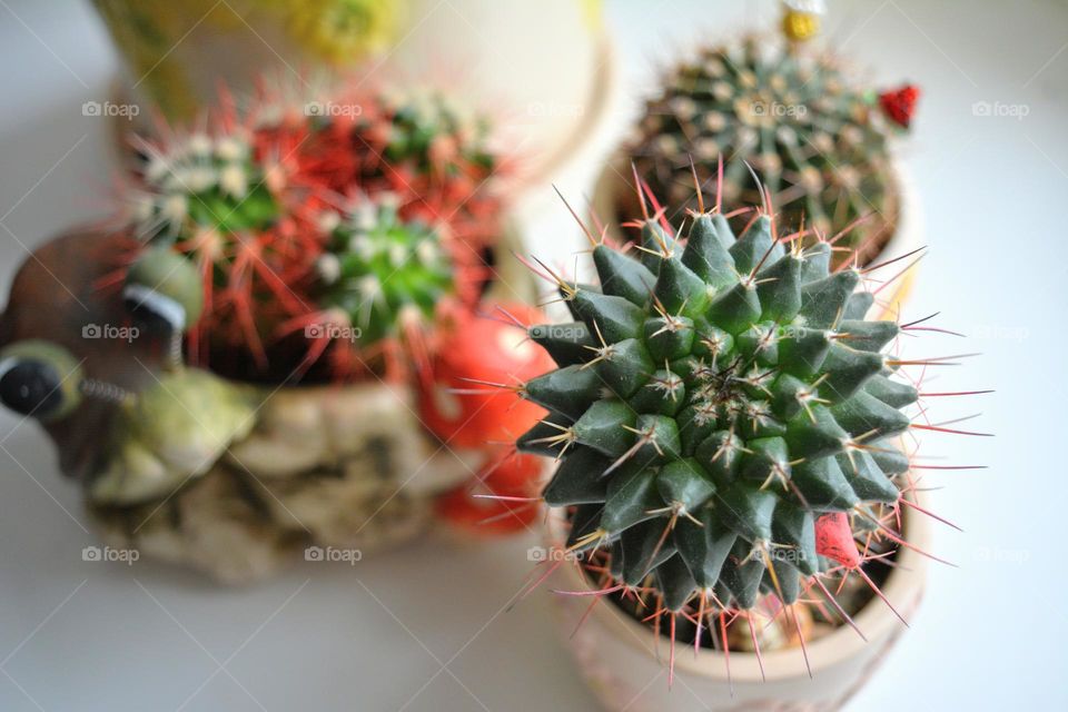 cactus house plants geometric shapes beautiful texture