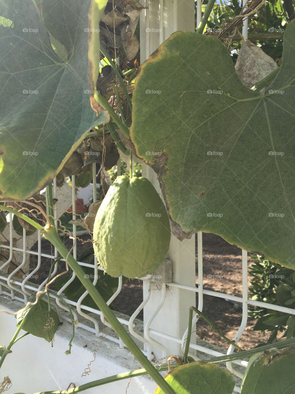 Ripe chayote on the fence