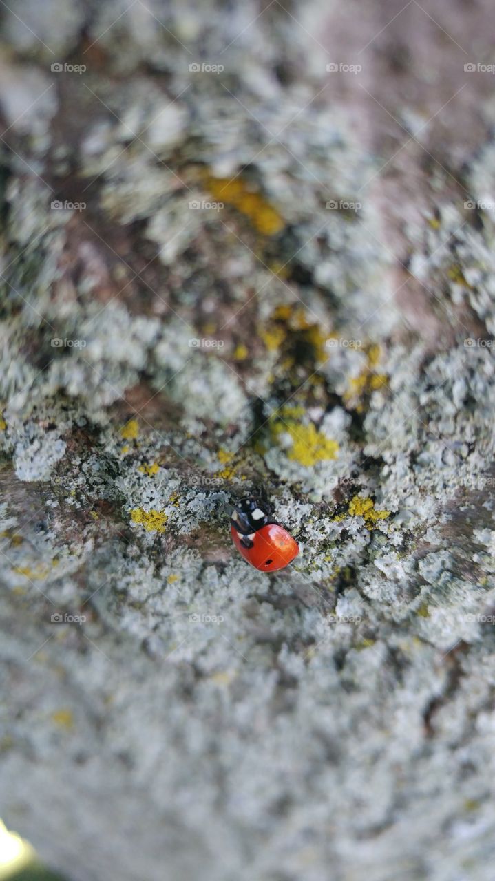 lady bug