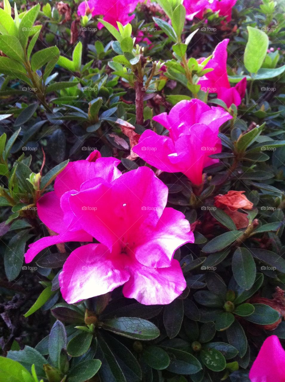 🌹 🇺🇸 AZALEA - Very beautiful flowers to brighten our day.  Live nature and its beauty. Did you like the delicate petals? / 🇧🇷 AZALEIAS - Flores muito bonitas para alegrar nosso dia. Viva a natureza e sua beleza. Gostaram das pétalas delicadas? 