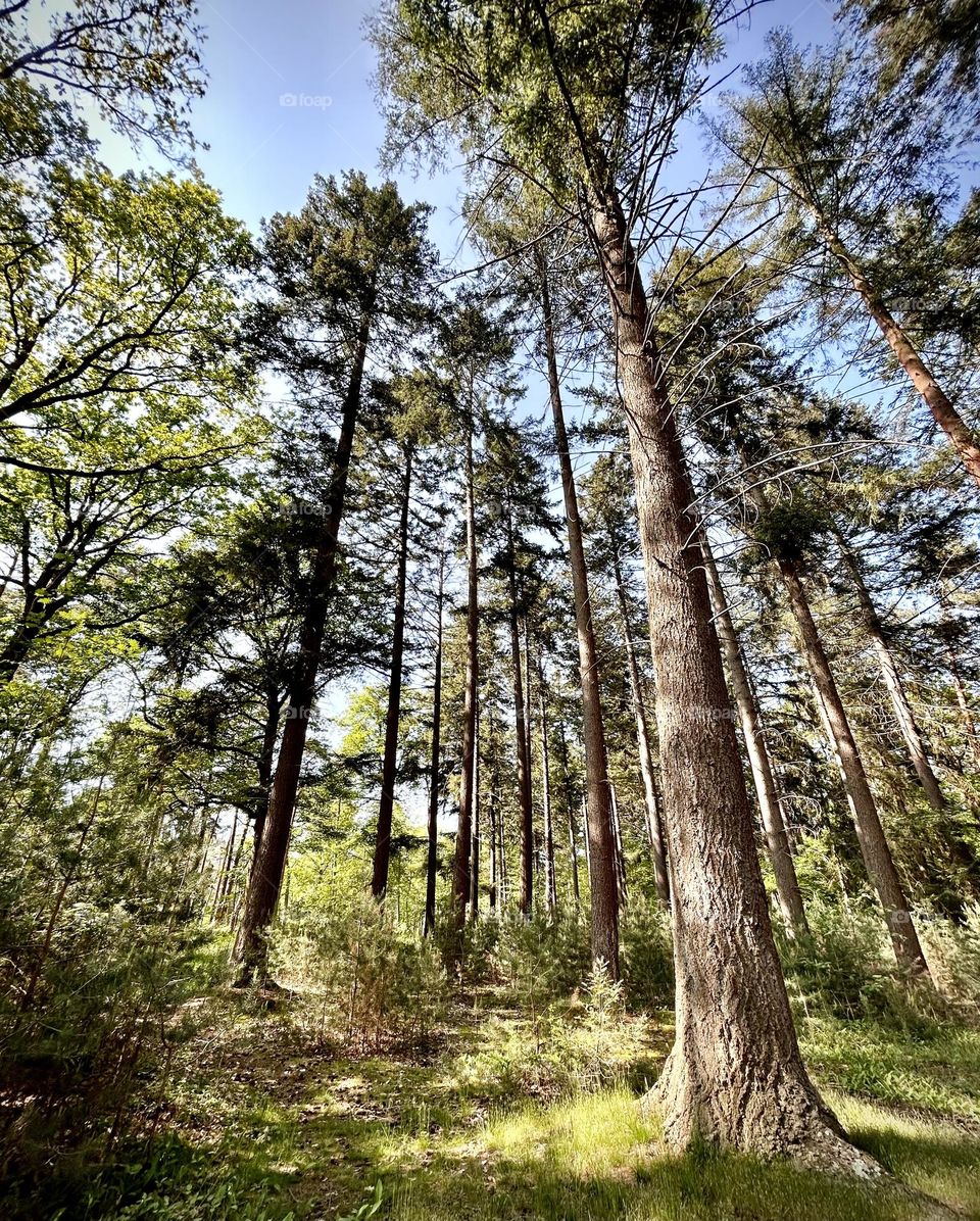 Forest , France April 2023 . 