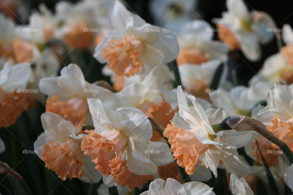 Spring flowers 