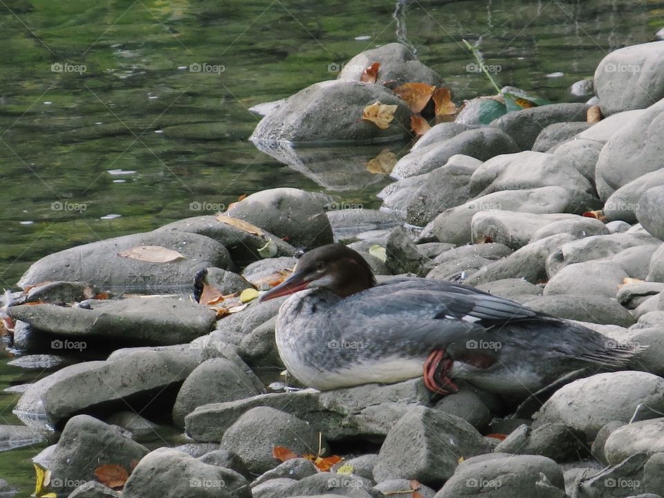 Bird resting on some rocks