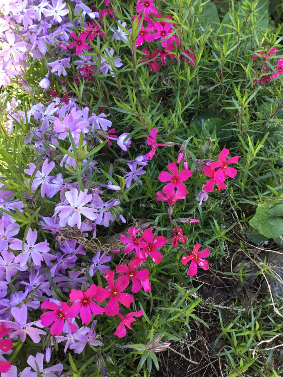 Creeping phlox red and purple