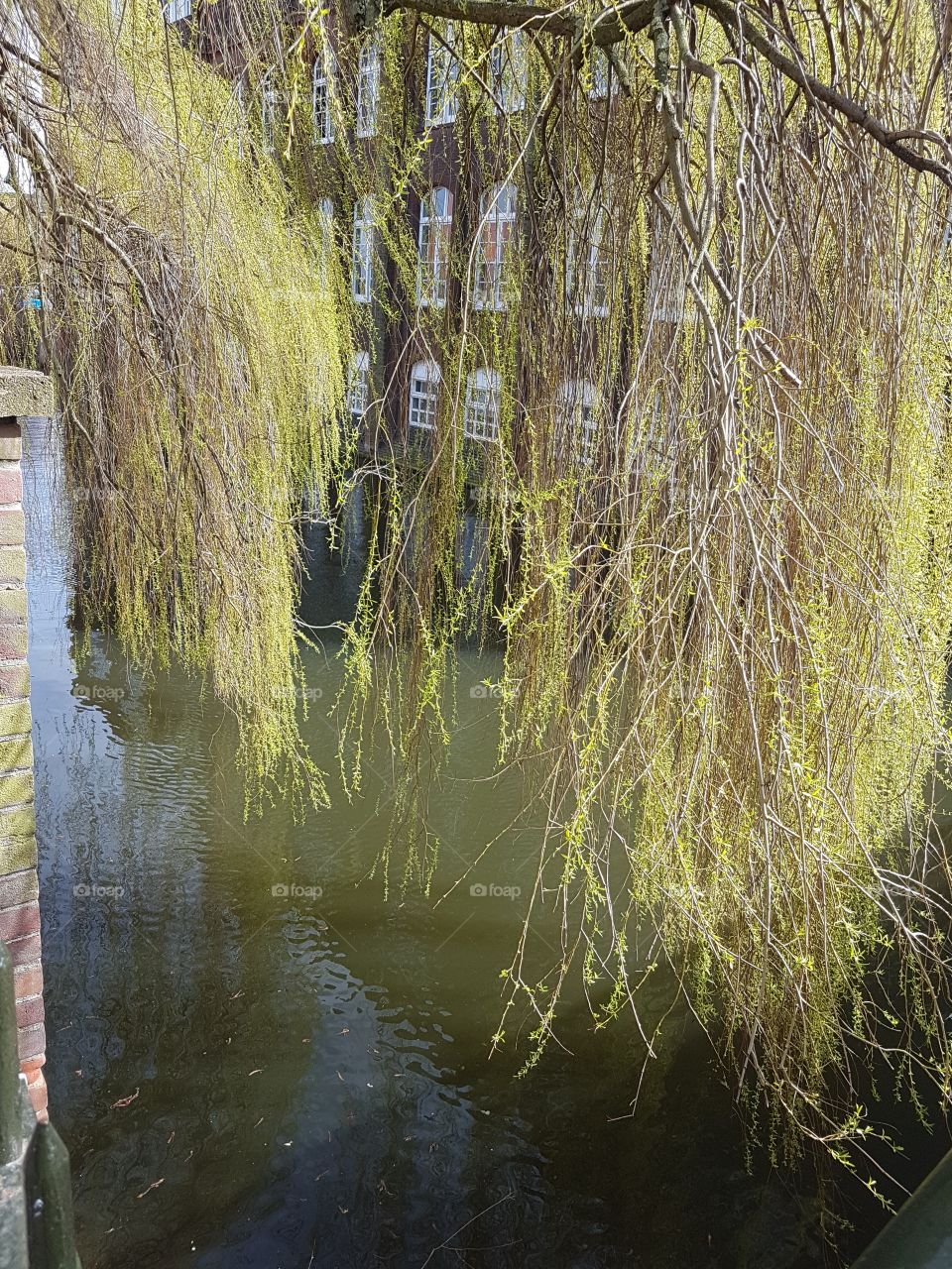willow tree over river