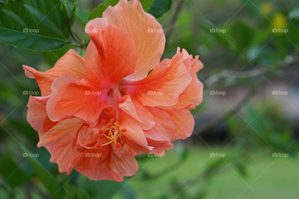 Orange hibiscus flowers are blooming Green background