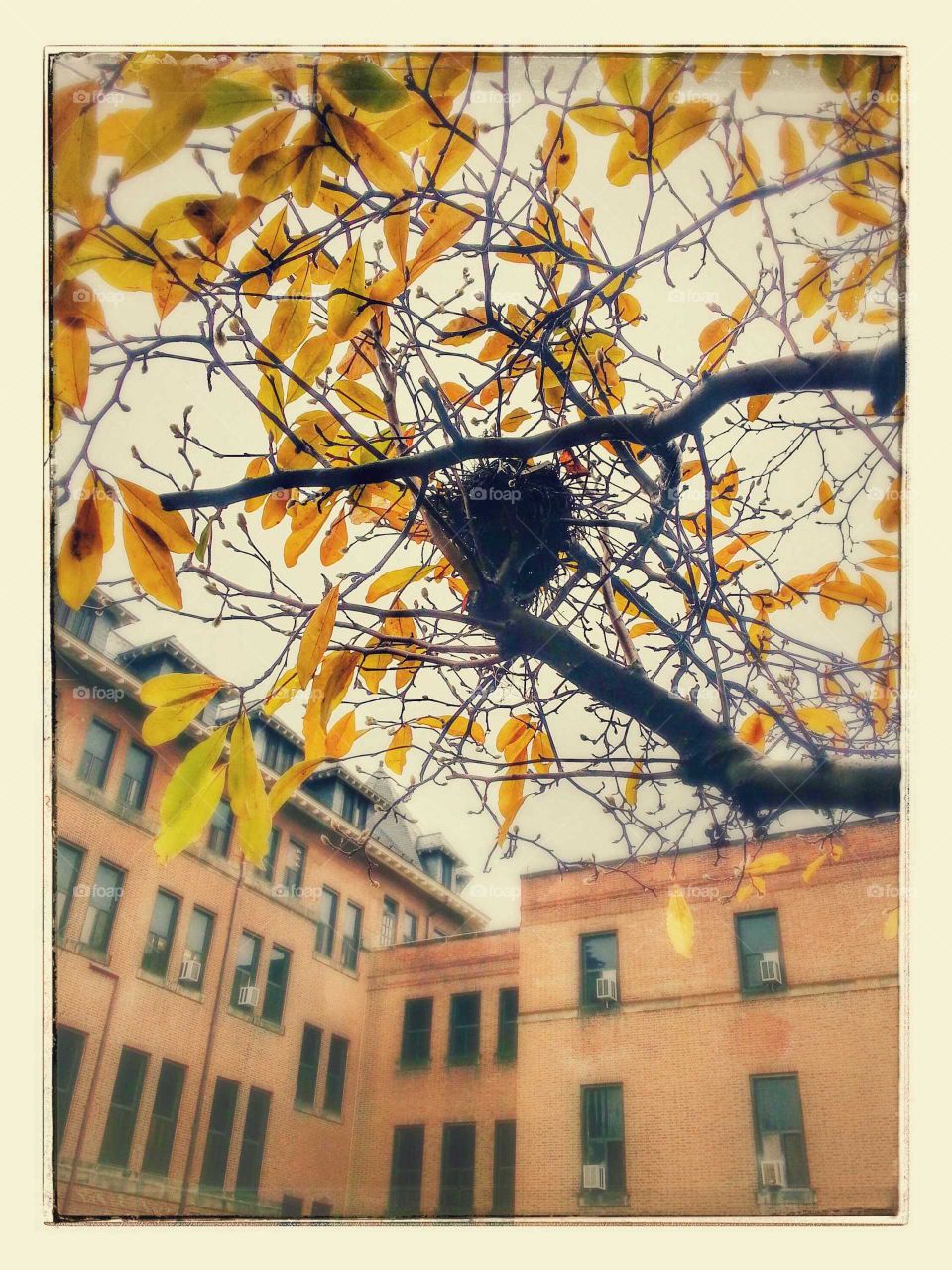 An abandoned nest become visable once the leaves start falling from the tree in autumn.