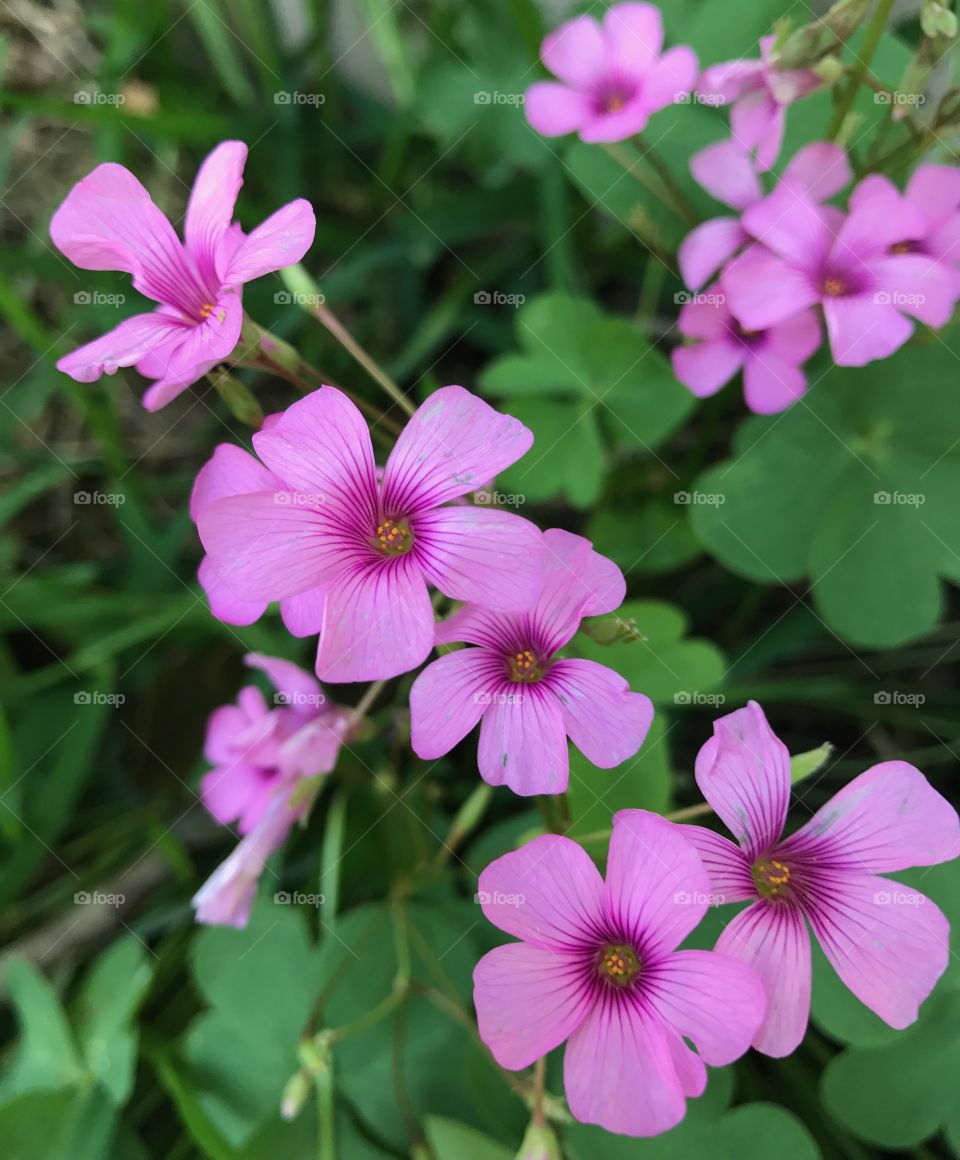 Pretty little "clover flowers "in my backyard 