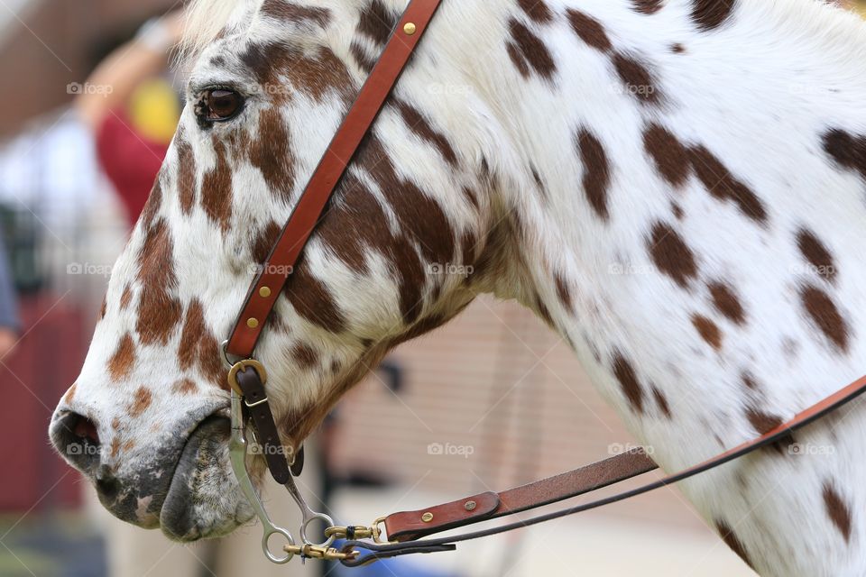 Close-up of horse