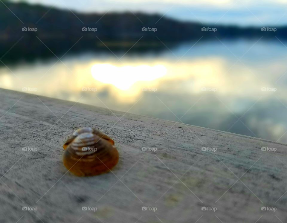 shell with lake in backgrouns