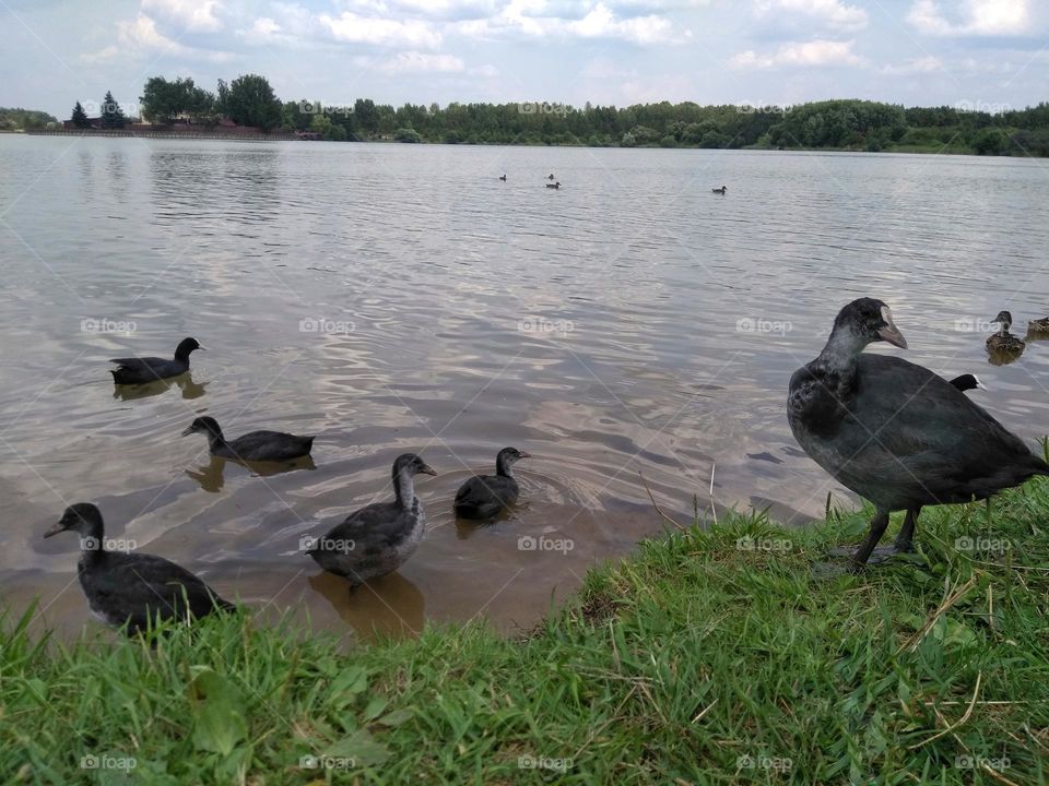 urban birds black 🖤 ducks family on a city lake shore