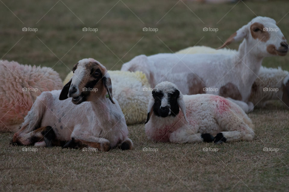 Sheep, Mammal, Baby Sheep, Farm, Animal