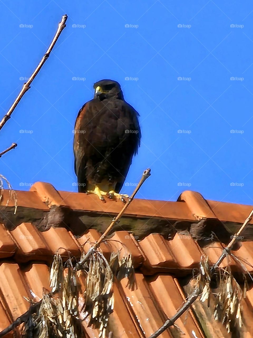 A young Harris's  hawk on a red tile roof against a blue sky