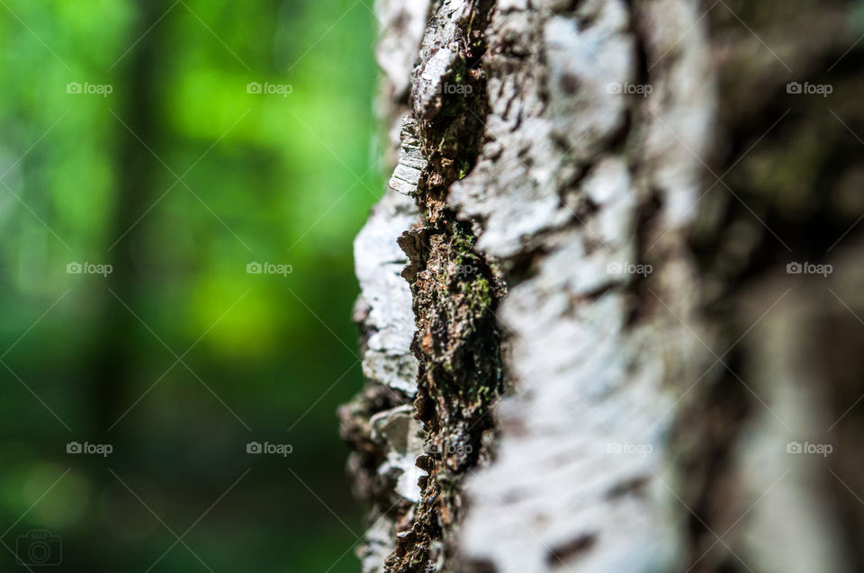 Birch tree forest
