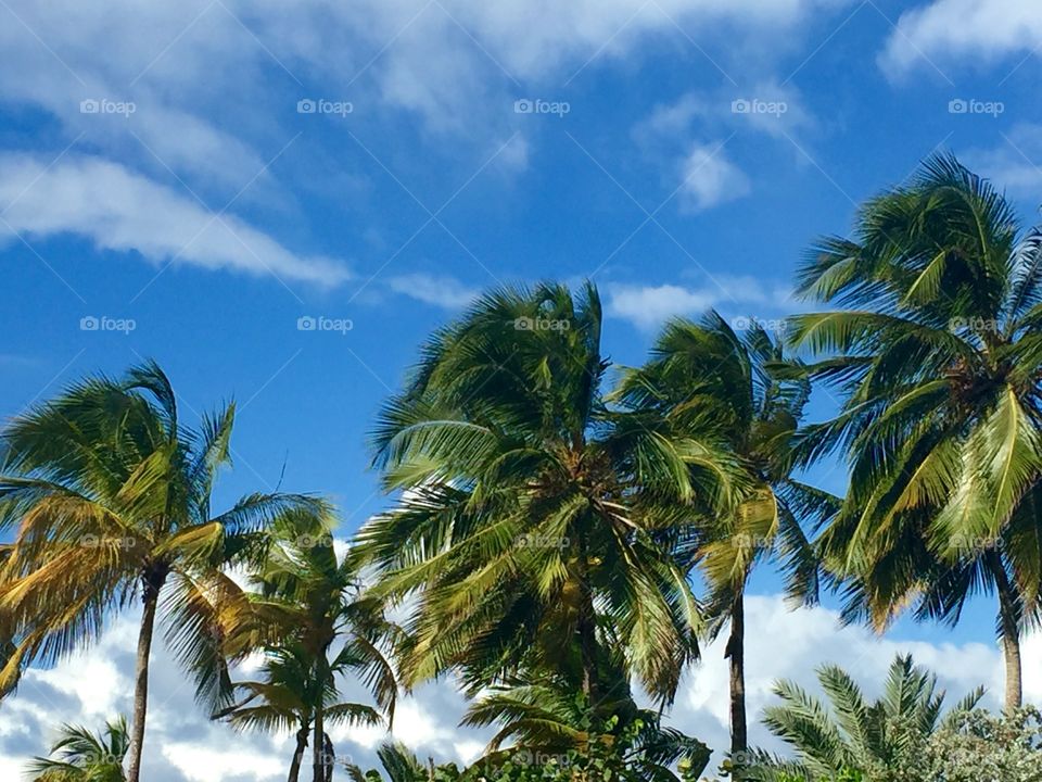 Palm tree jungle 