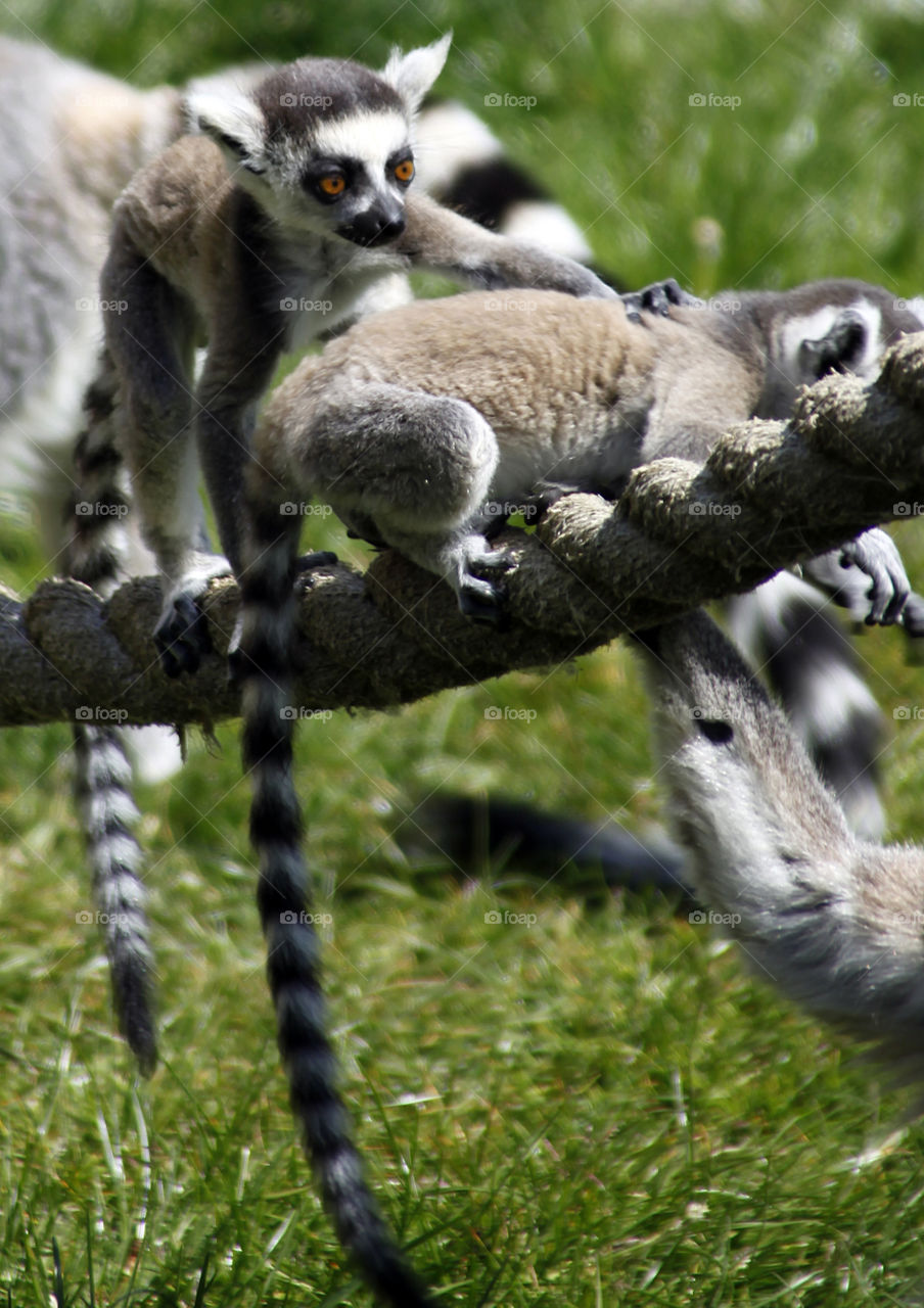 Lemur 
