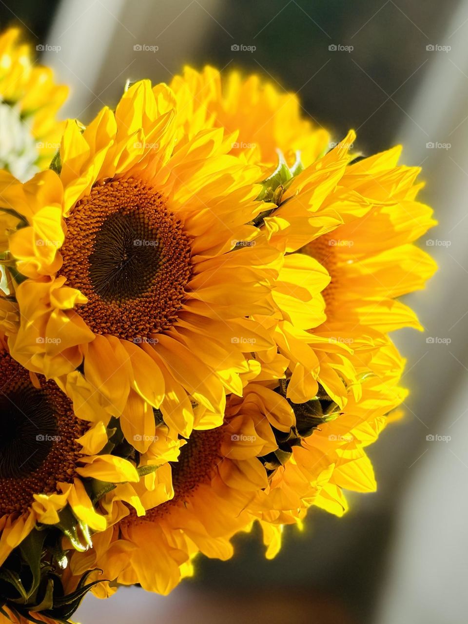 A bouquet of common sunflowers in the bright sun.