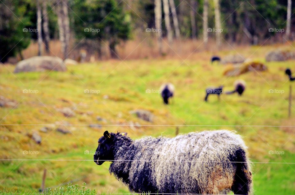 Sheeps. Sheeps on a field