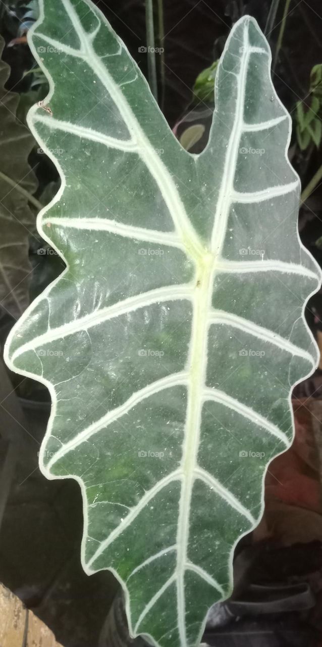 Leaf