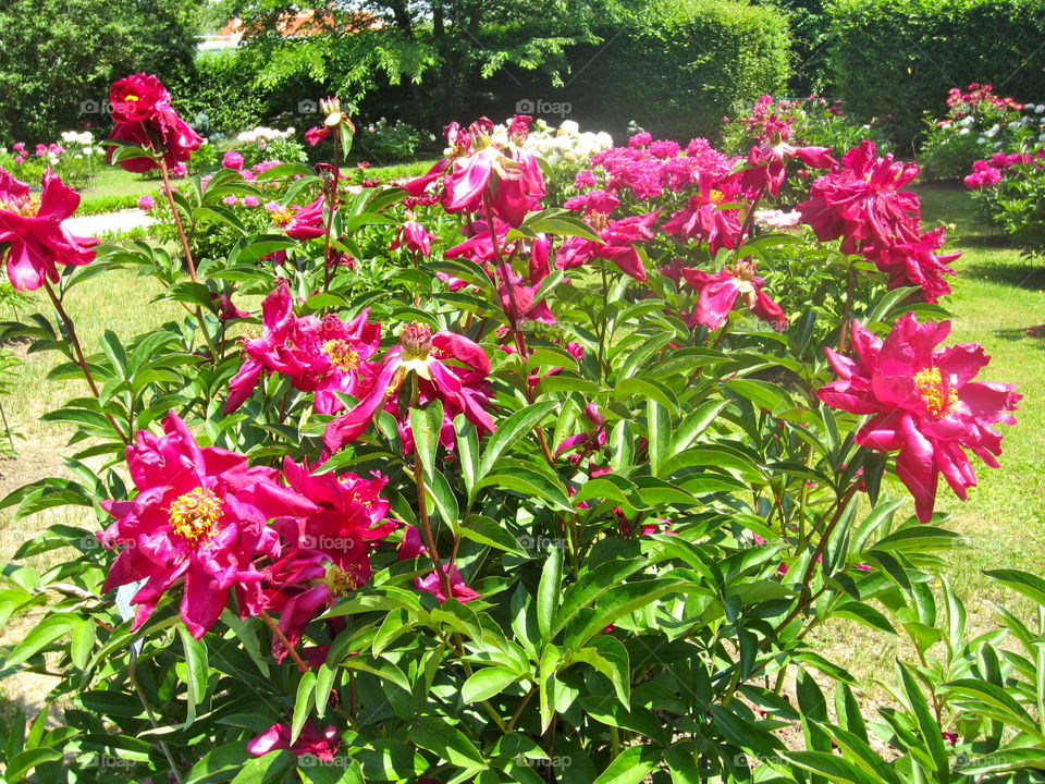 Garden, Flower, Flora, Nature, Summer