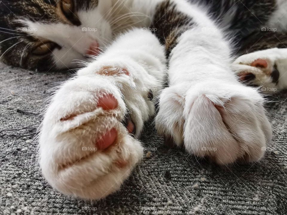 Close-up photo of cat and cat's paws on sofa