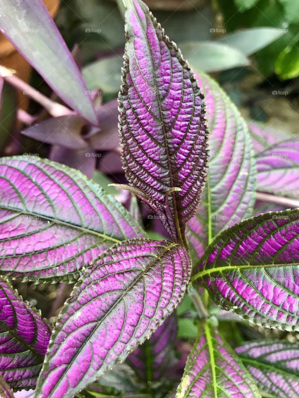 Pink & Green Leaves