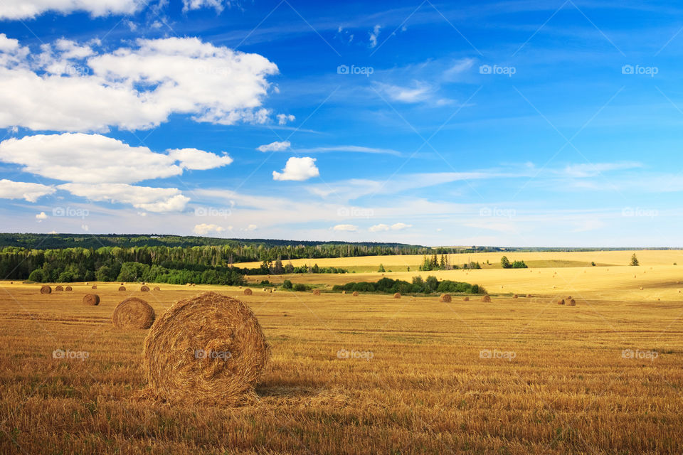 Wheatfield