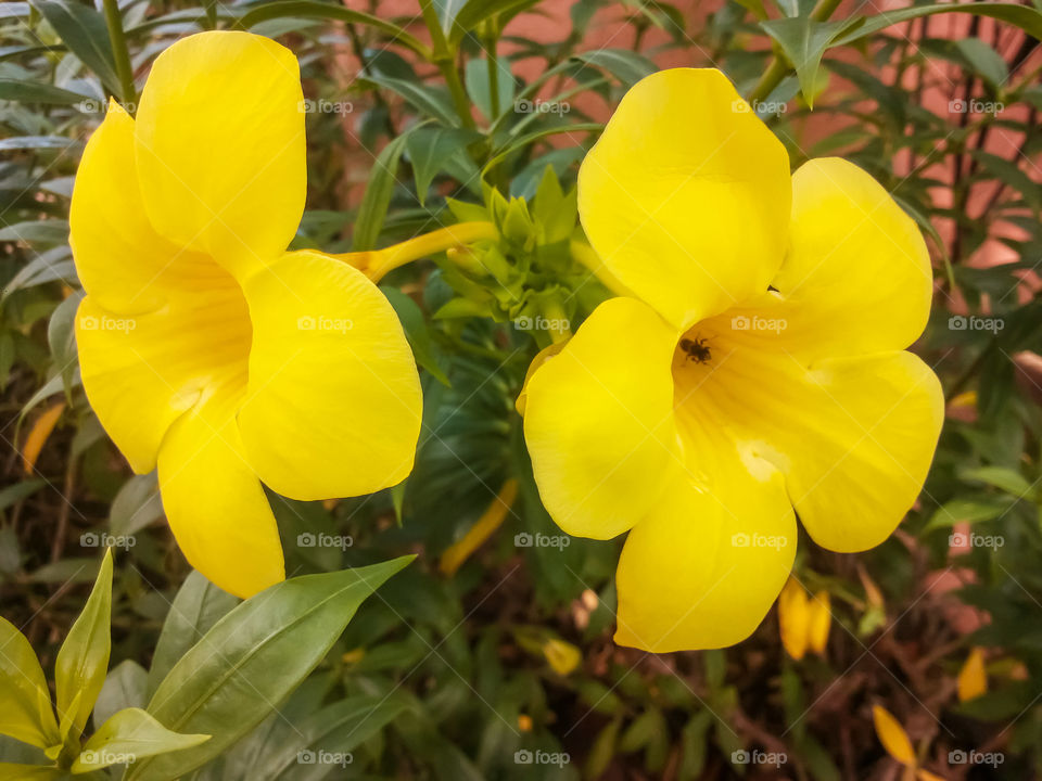 Flowers yellow