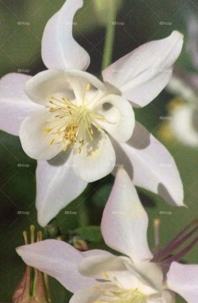 Delicate white flower