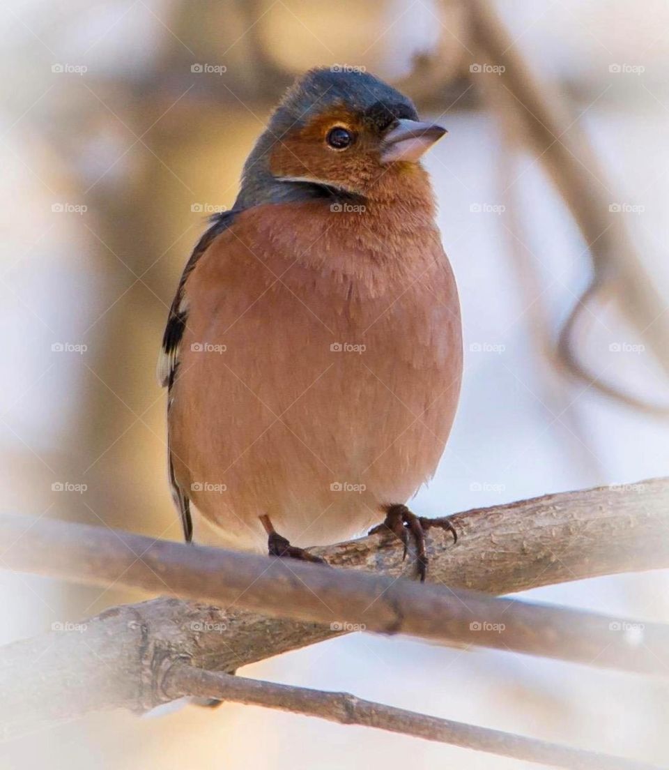 The smallest bird sings the sweetest song
