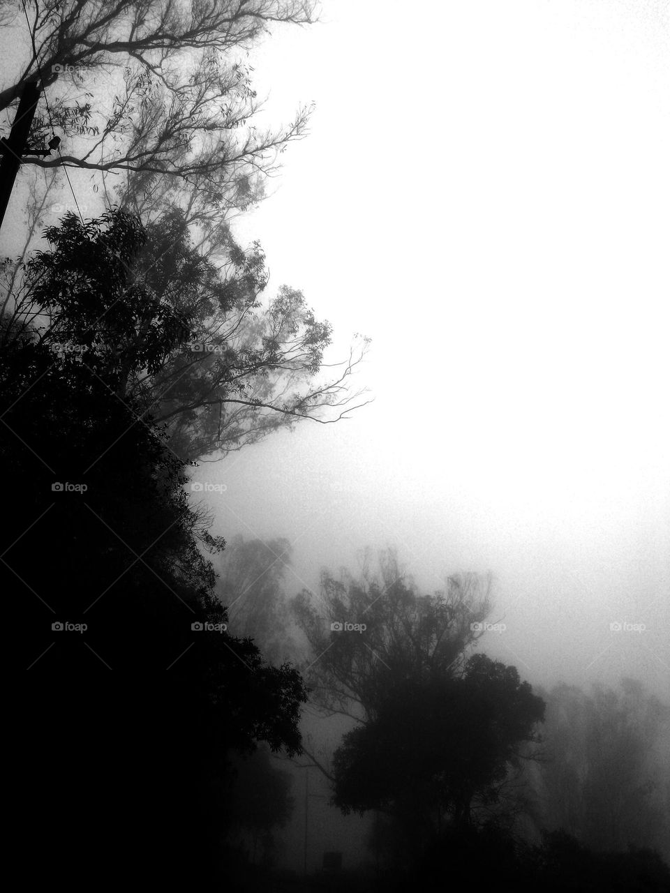fog2