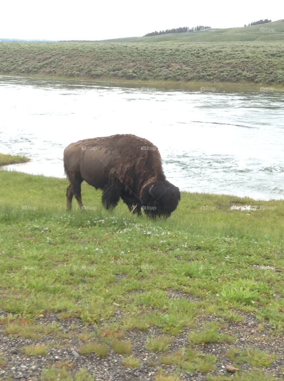 Buffalo