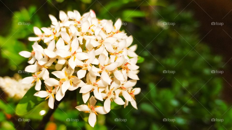 Buch of Mini White Ixora is is looking beautiful.