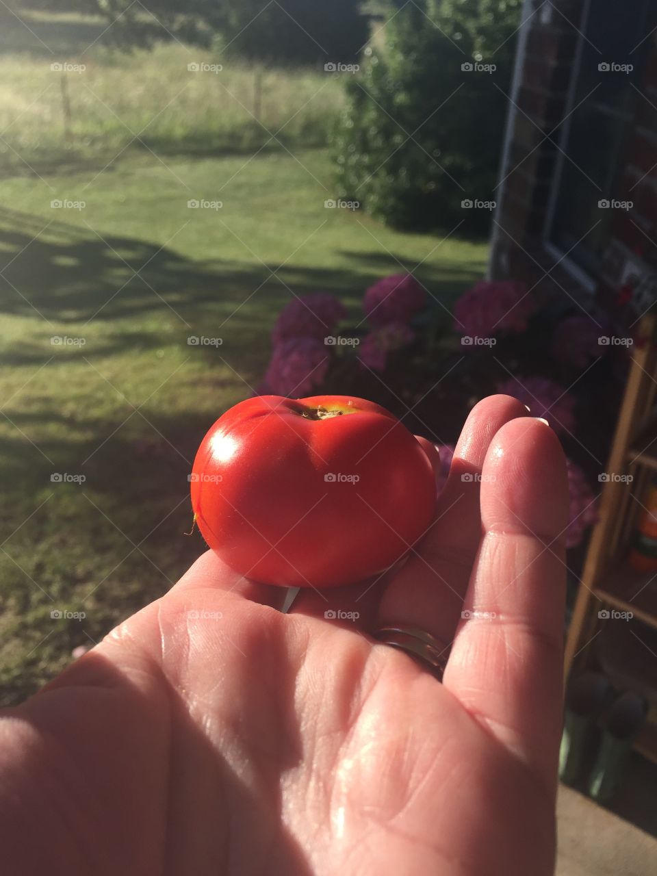 Homegrown Tomato