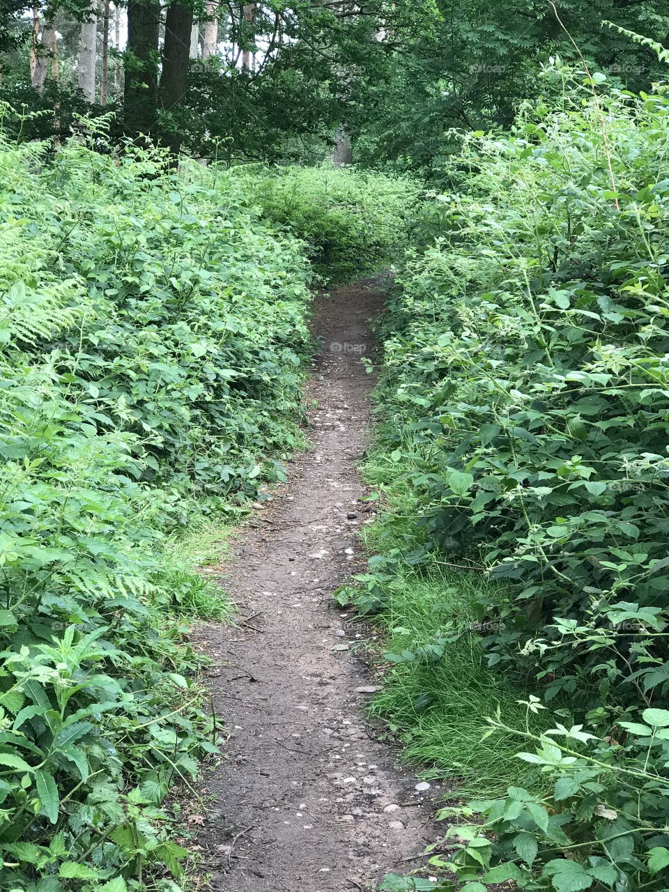 Green trail