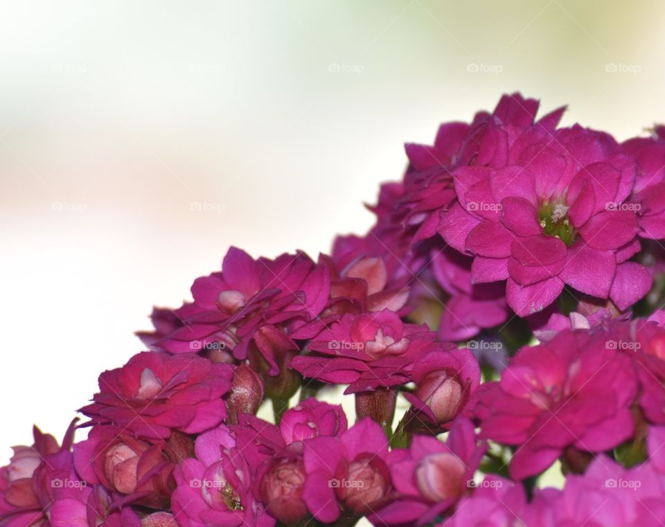 Little pink flowers / Flores rosas miúdas