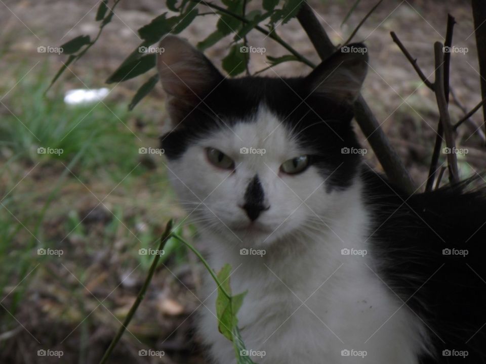 black and white cat