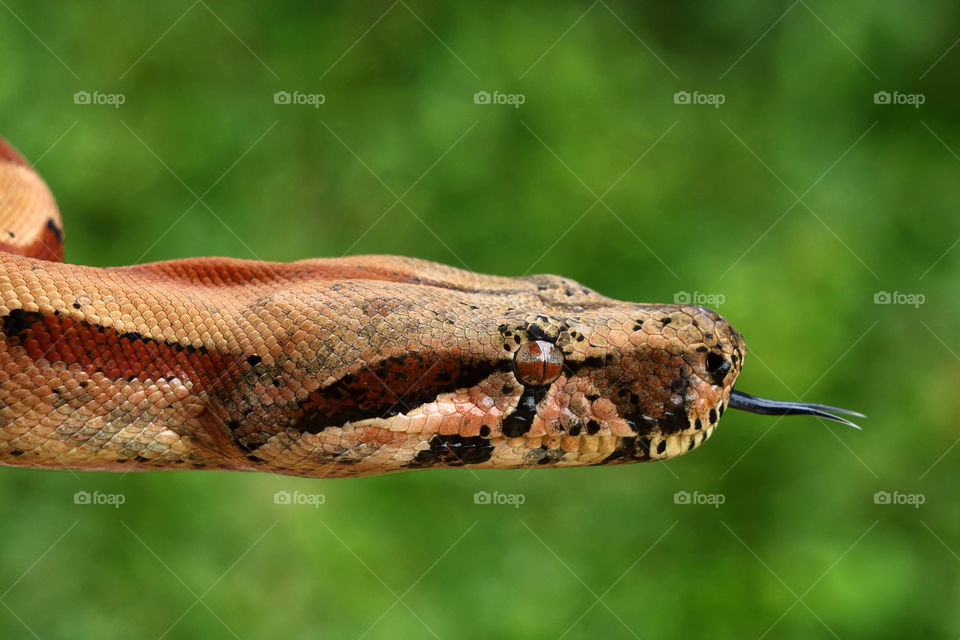 Close Up head of snake.