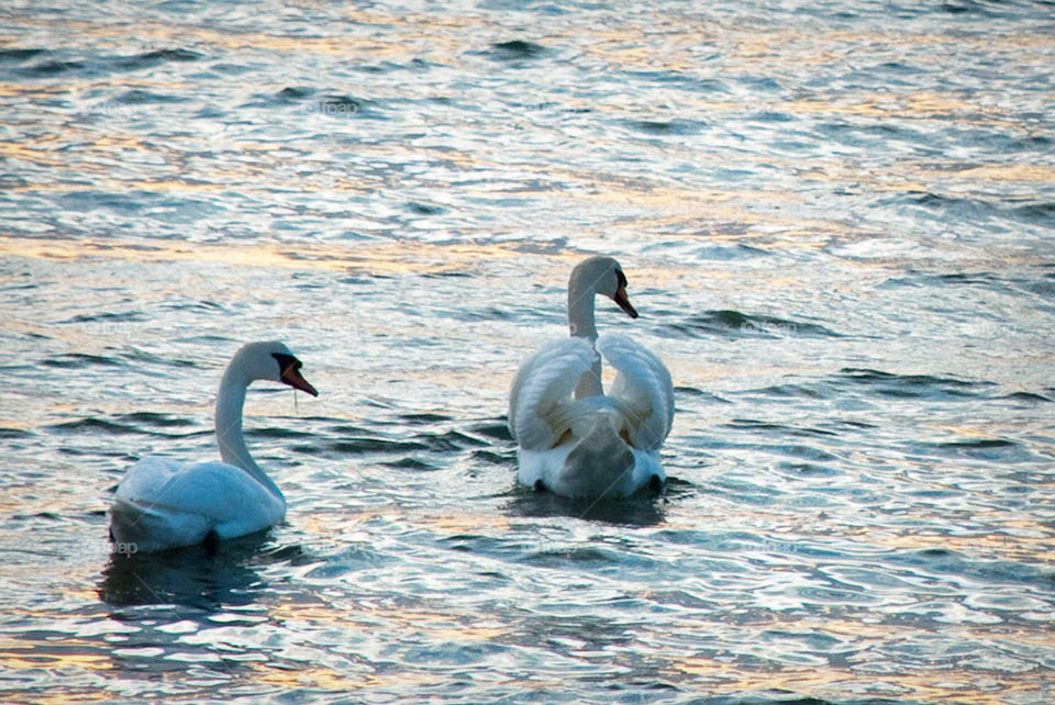 ocean birds water animal by jbdc