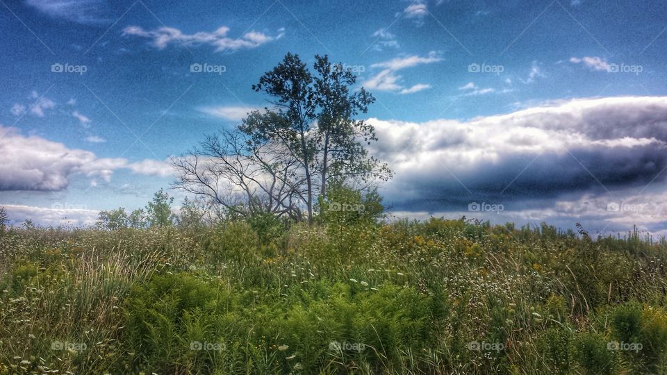 Tree in a Meadow