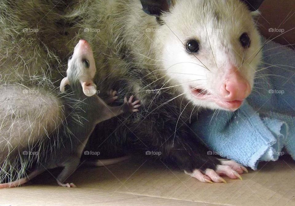 Mom and Baby Opossum at Release. I saved the mother opossum after my dogs attacked her, and later discovered she had babies in her pouch. after she was treated for severe puncture wounds at the nature center, I was allowed to release her and the babies. Before they left, I captured this