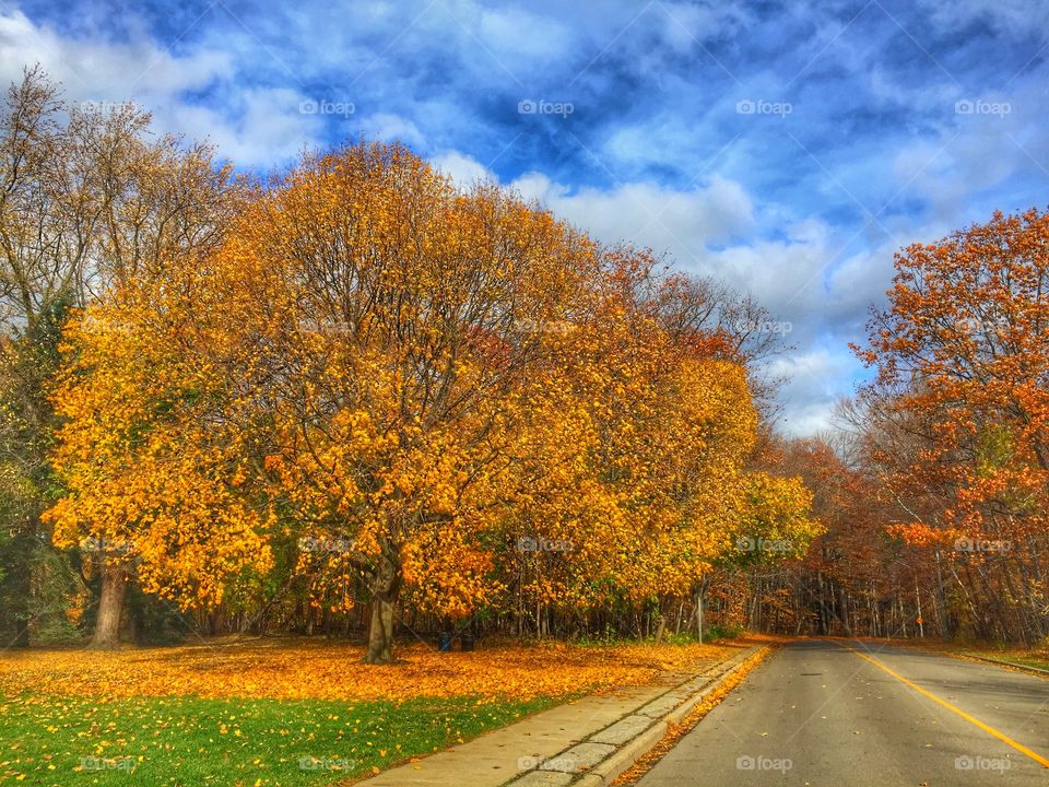 Beautiful tree against cloudy Sky