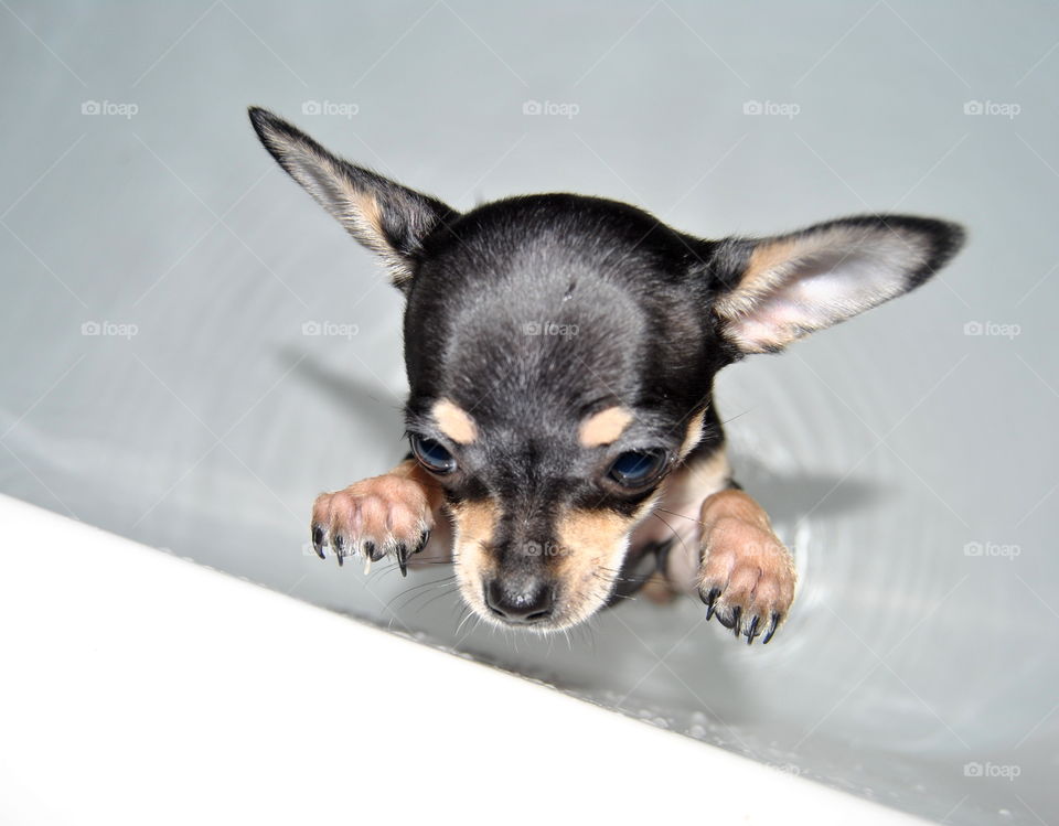 Close-up of a dog in bath tub