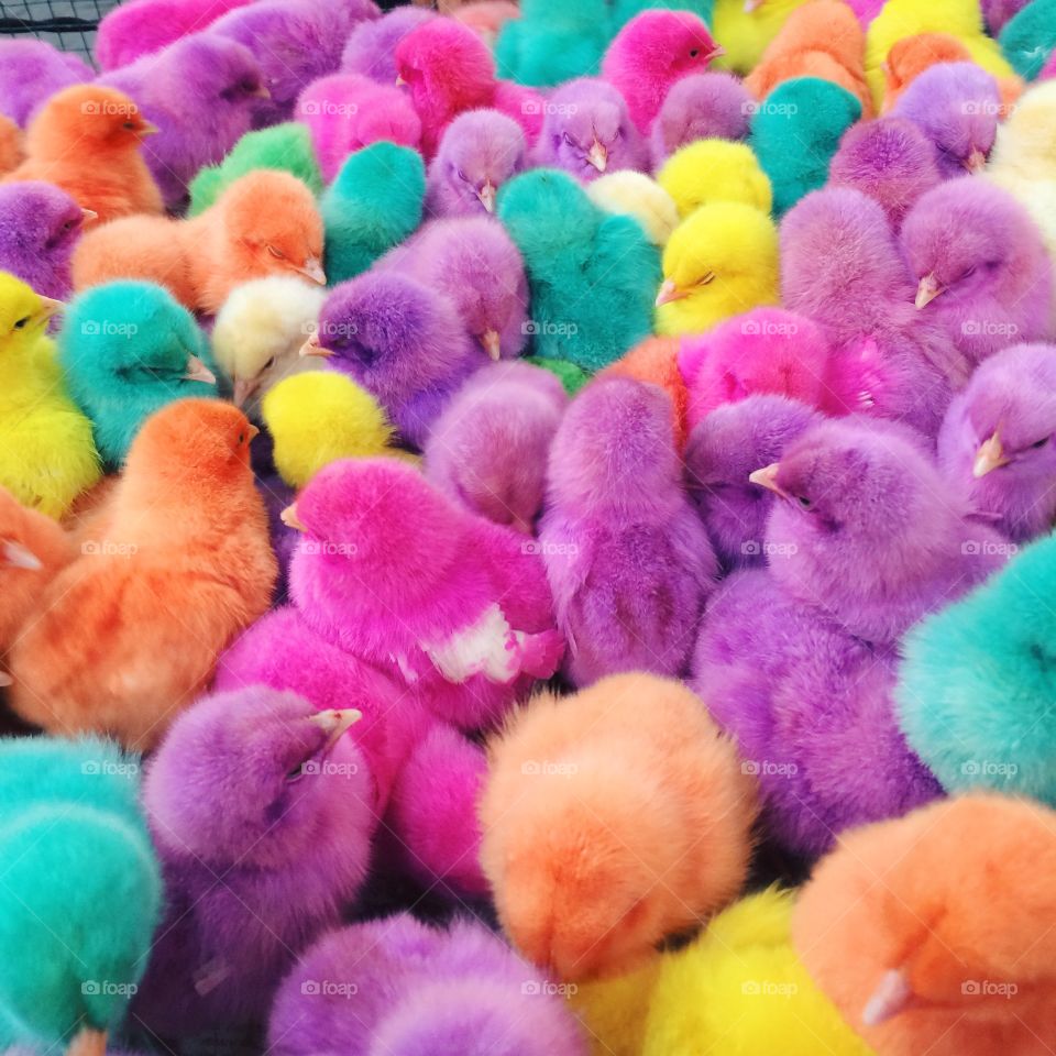 Rainbow chicks