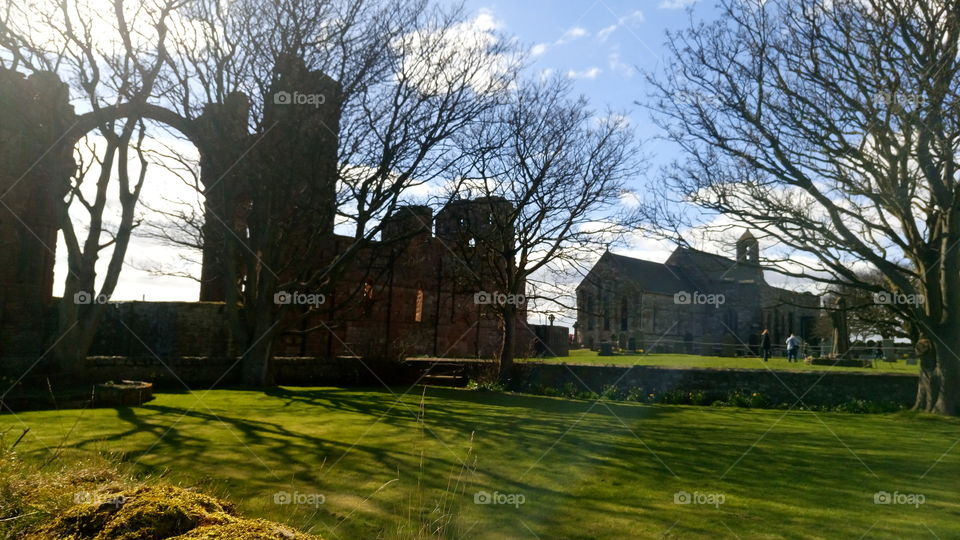 Tree, No Person, Home, House, Building