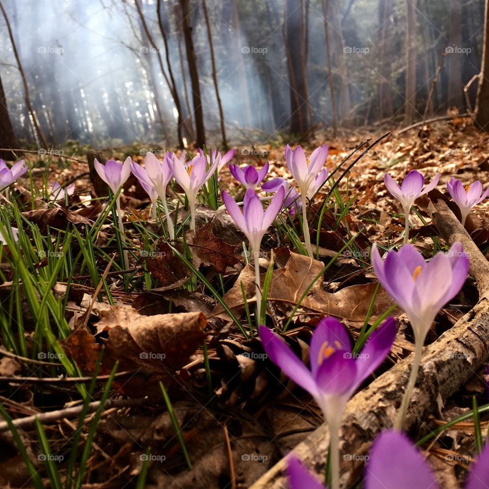 Smoke in Woods, Crocuses in Foreground 