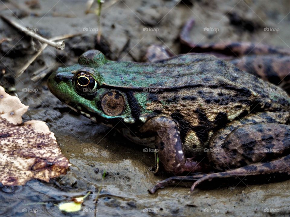 Very colorful frog in the mud
