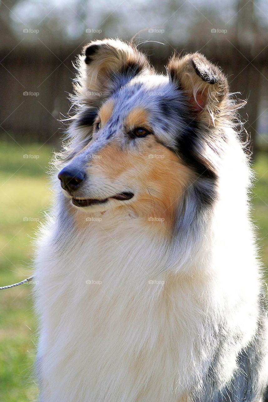 Portrait of a dog