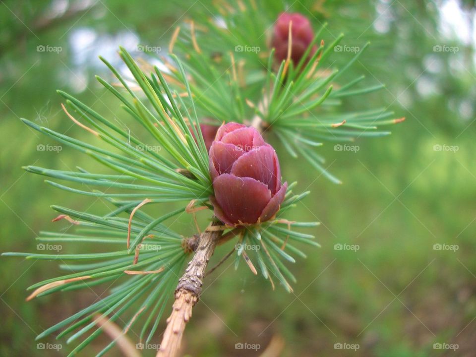 tamarack tiny acorn 