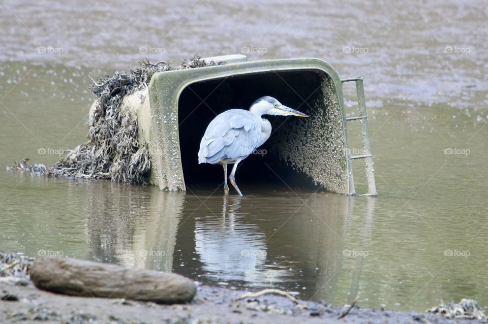 heron looking for food;)